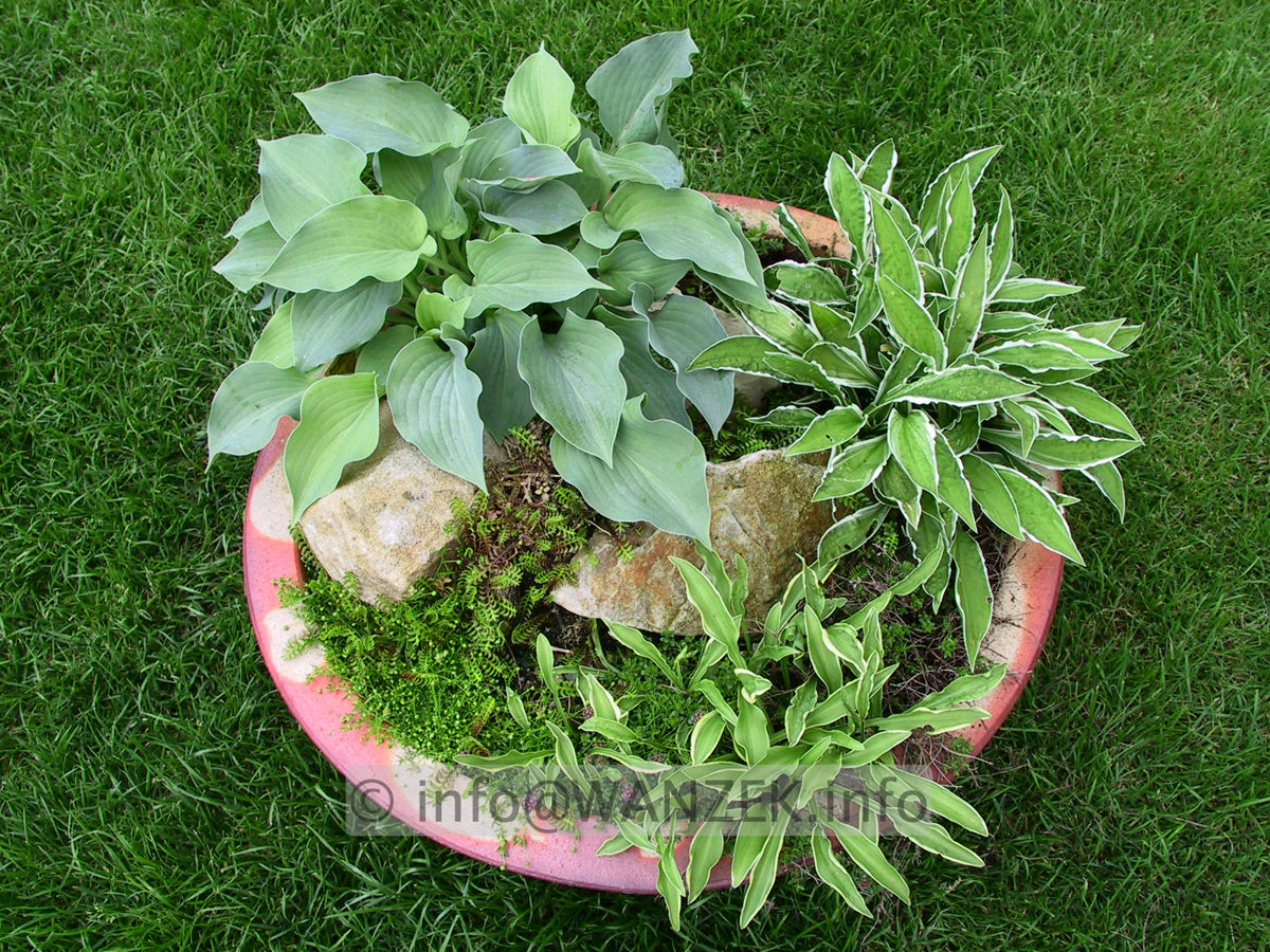Hosta Hybride Ginko Craig-Schale 3 Zwerge.jpg